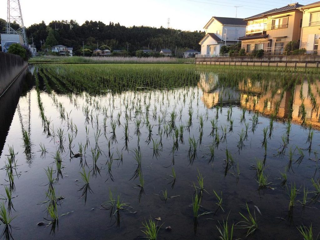 @Japan Travel: Rice fields sprout in the Japanese countryside in Chiba Prefecture! Do you live…
