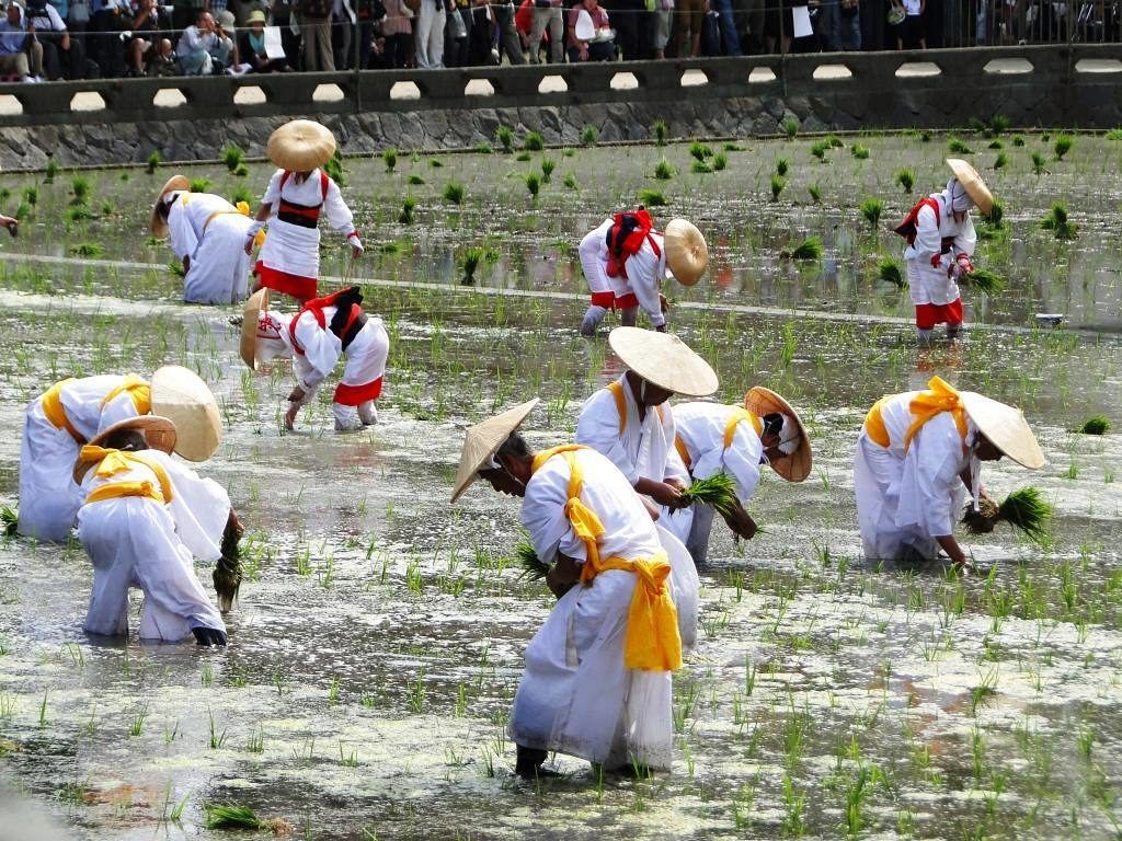 @Japan Travel: Check out the Otaue Rice Planting Festival held at the Sumiyoshi Shrine in Osaka…