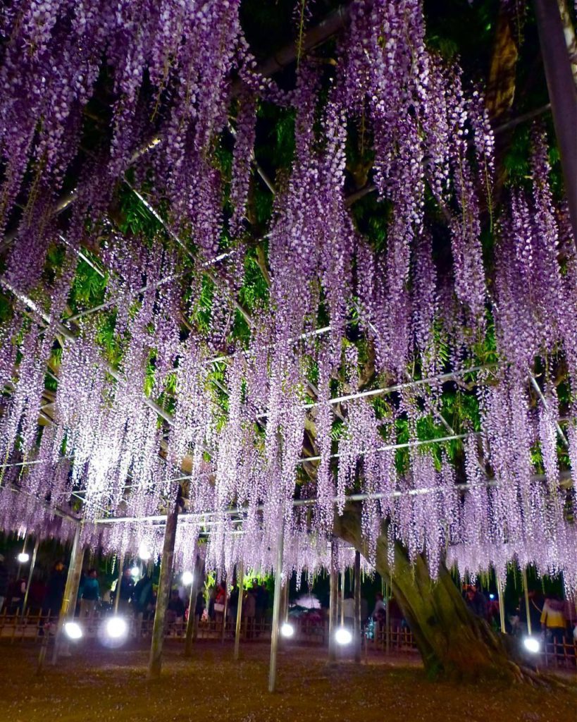 @Japan Travel: Get lost in wisteria wonderland at the Ashikaga Flowe Park in Tochigi! 
Photo by…