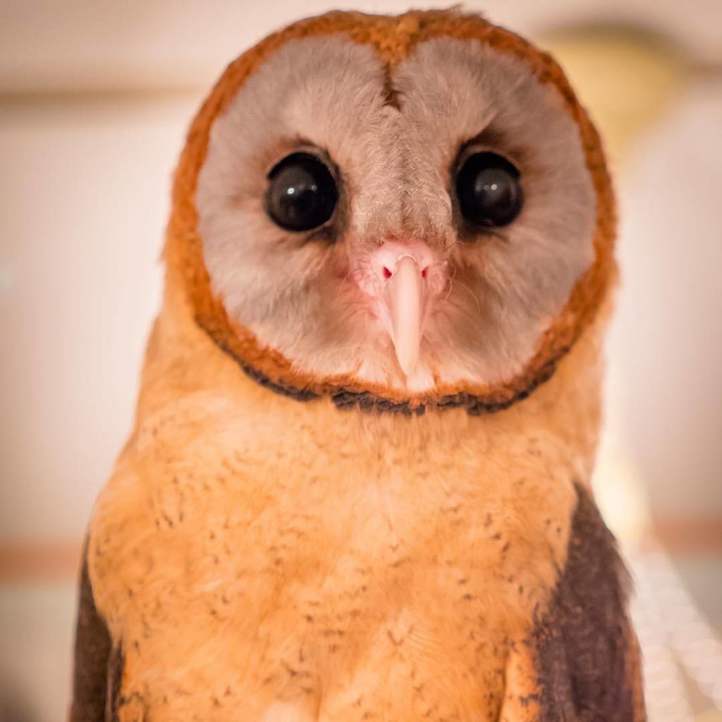 @Visit Japan: Always wanted to get up close and personal with an owl? At Tokyo’s Cafe Baron in…