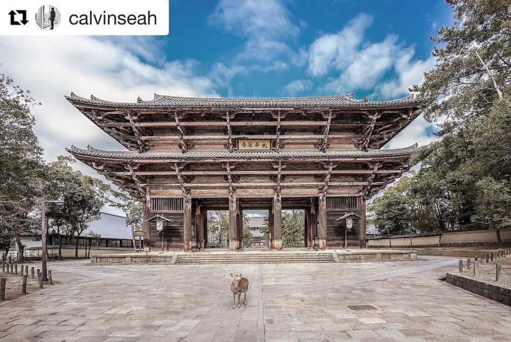 @Japan Travel: Can you spot the deer? What an absolute perfect shot from Nara! #Repost @calvins…