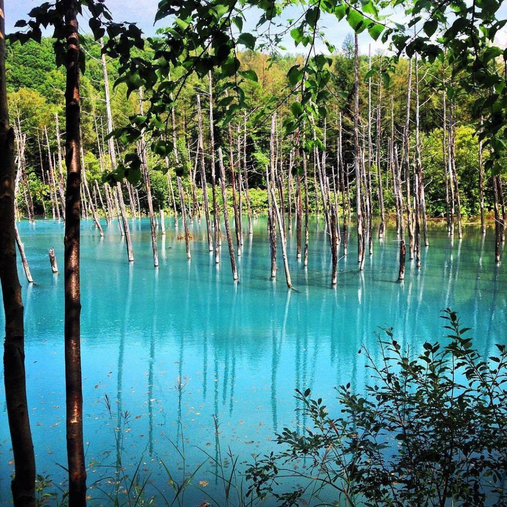 @Visit Japan: Hokkaido’s Biei Blue Pond. Why the blue colour? In 1988, nearby Mt. Tokachi erup…