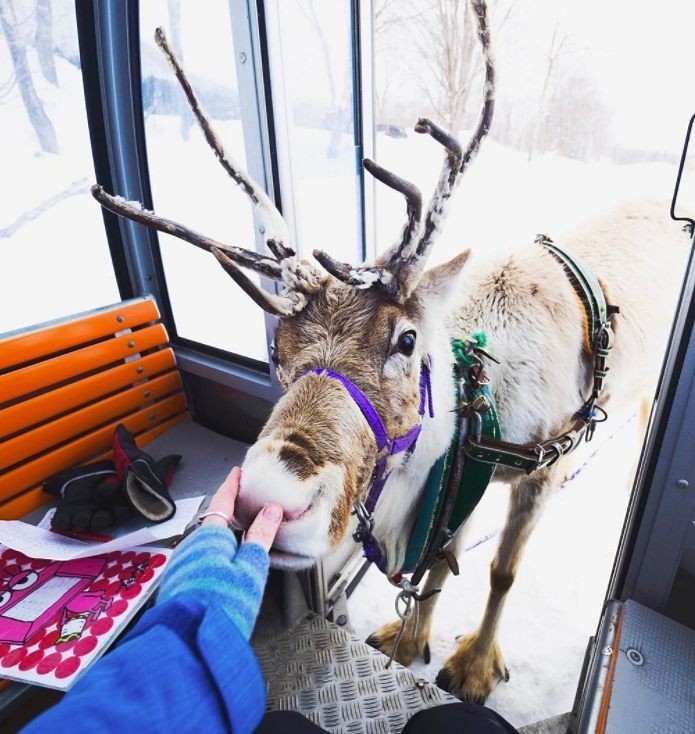 @Visit Japan: ‘The cutest, sweetest, most affectionate reindeer ever..’ can be found in Niseko…