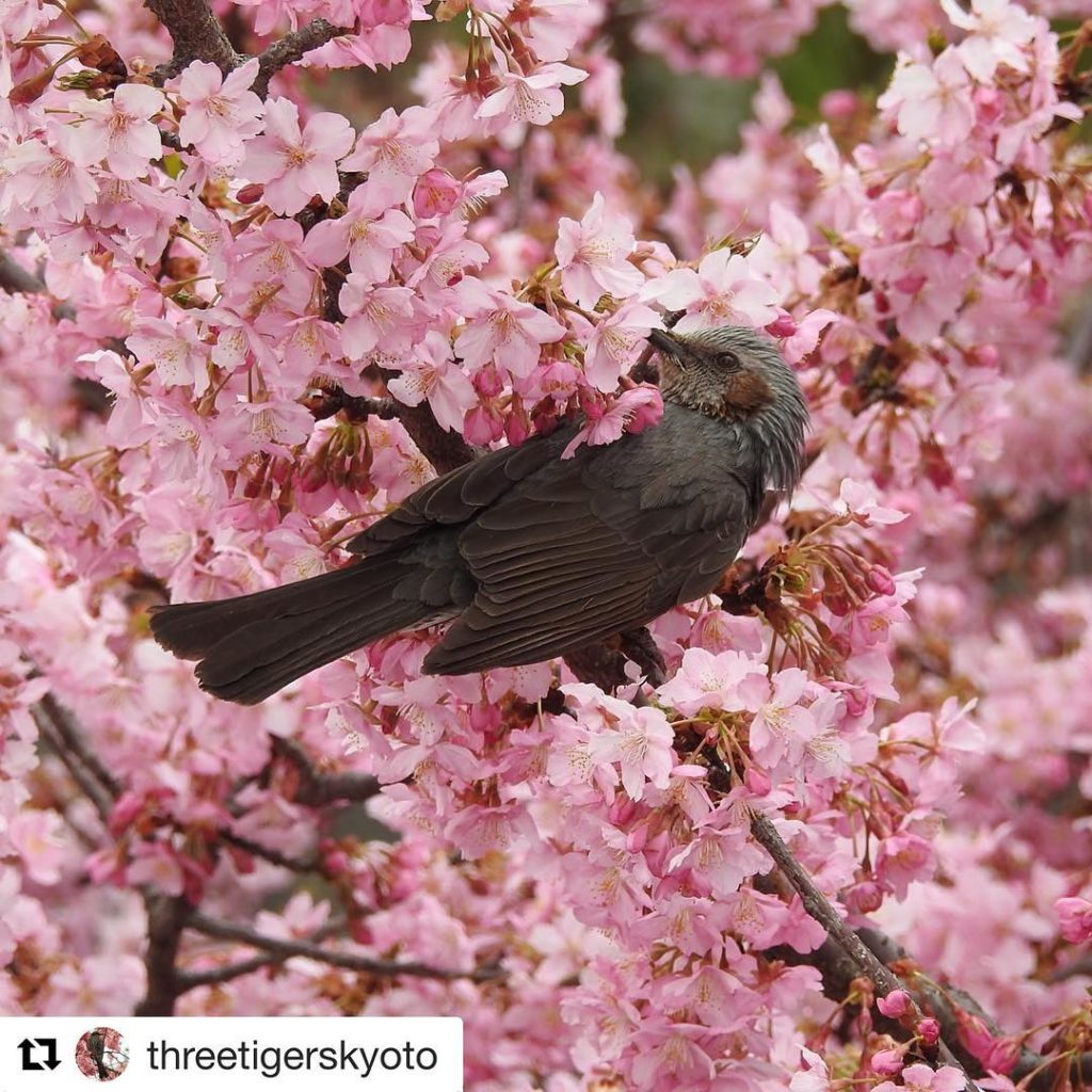 @Japan Travel: @threetigerskyoto used #sharethesakura tag, so they are now entered to win a fre…