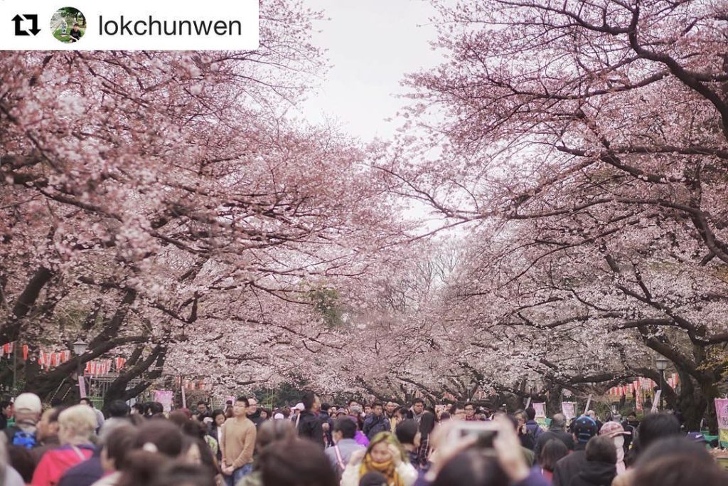 @Japan Travel: #Repost @lokchunwen ・・・
Ueno Park, Tokyo is an awesome and expansive place for b…