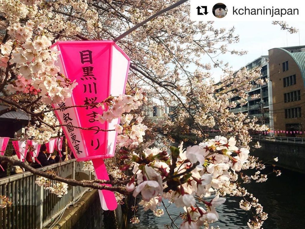 @Japan Travel: Not quite at their peak yet, but soon Nakameguro (Tokyo) will be in full bloom. …