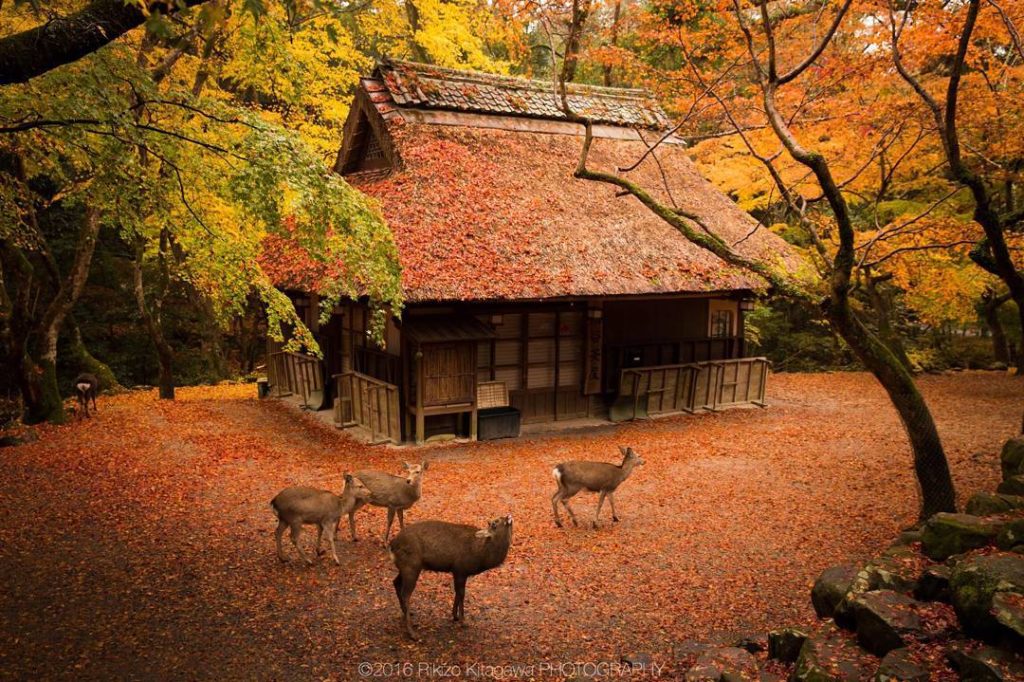 @Visit Japan: #nara
Photo by Rikizo Kitagawa.  Visit Japan’s official account is now open!
We …