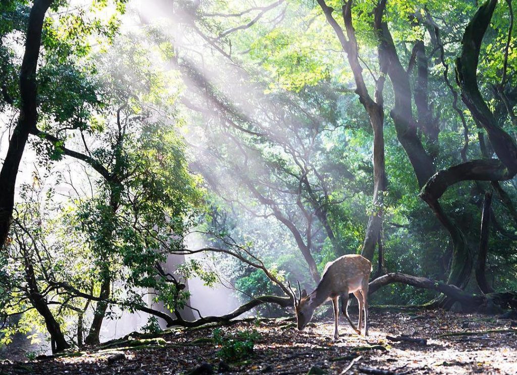 @Visit Japan: after the rain.
location nara,japan.
Photo by @gaku.shimizu.photo.  We introduce…