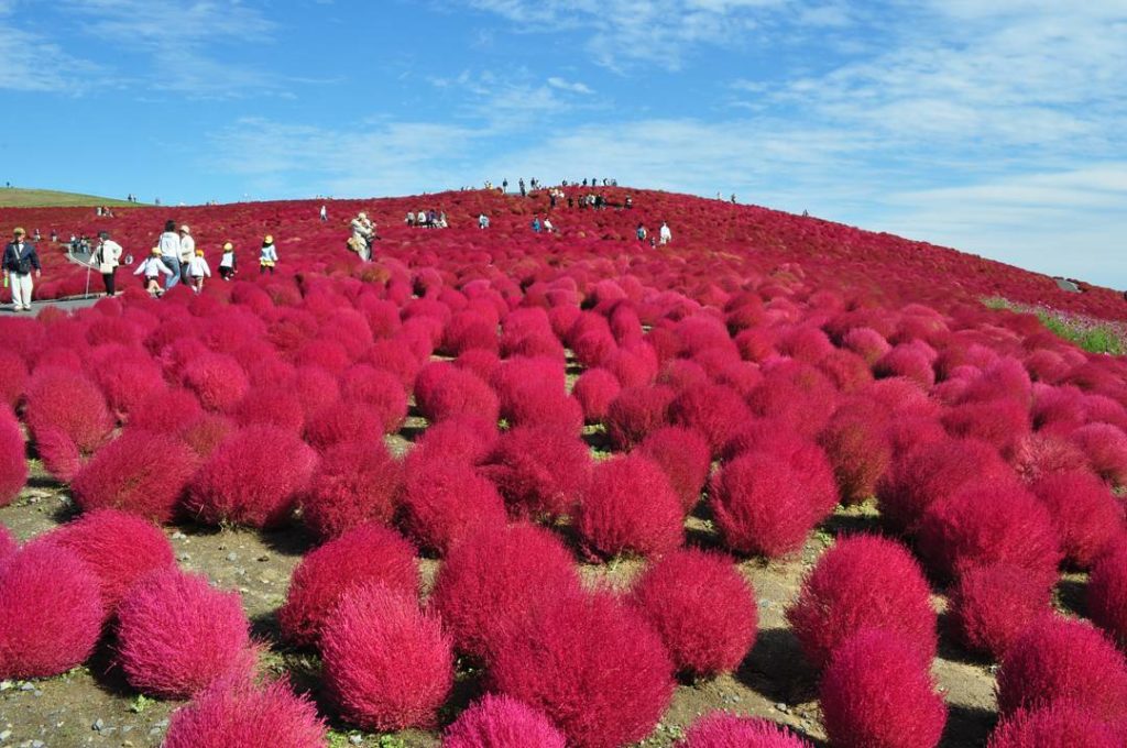 @Visit Japan: Location: Ibaraki, Japan
©Hitachi Seaside Park
Photo by @hitachikaihin
.
We int…