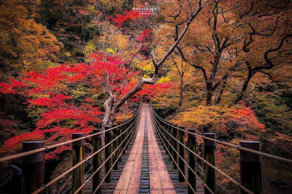 @Visit Japan: Tree Magic
Location: Ibaraki, Japan
Photo by @makoto_igari
.
We introduce you t…