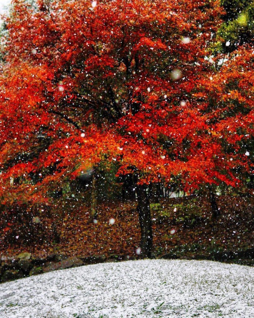 @Visit Japan: Autumn meets Winter
Location: Hanashima Park, Chiba
Photo by @lbpl88
.
We intro…