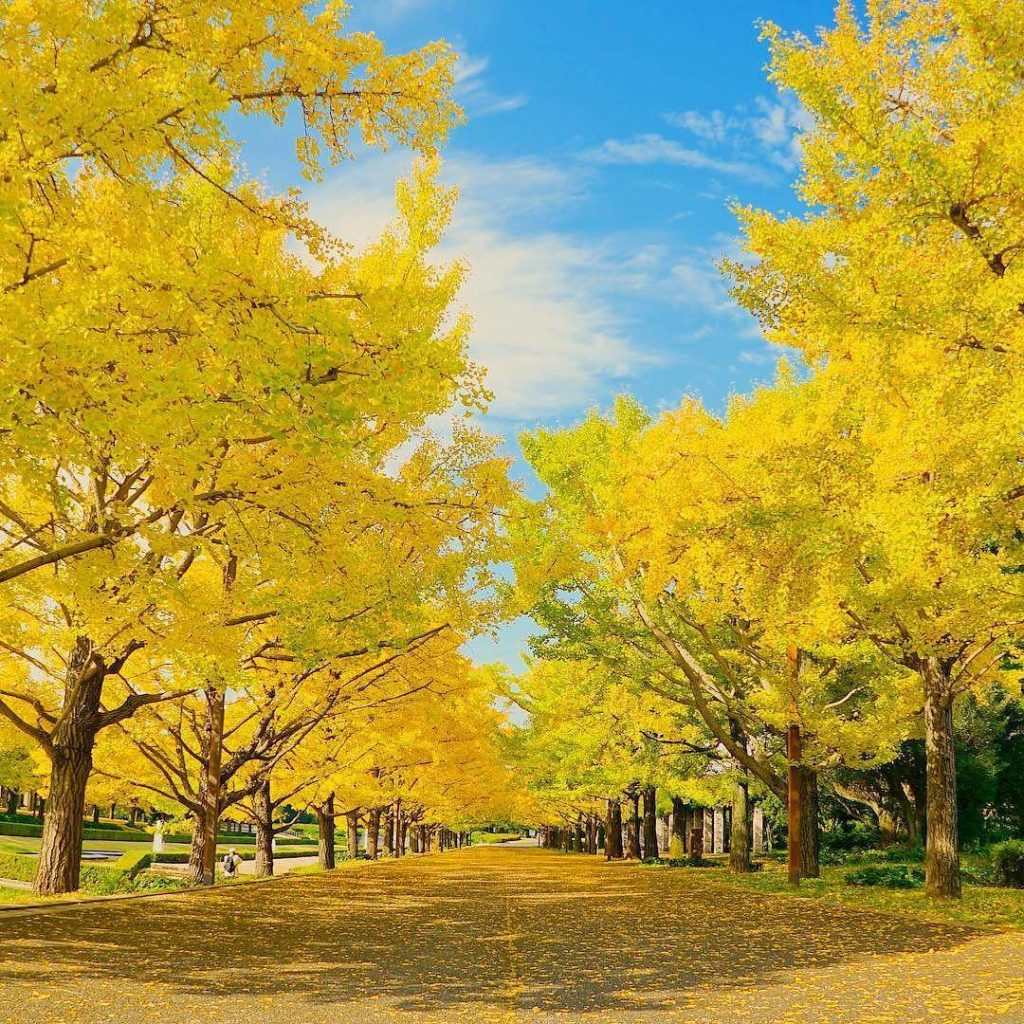 @Visit Japan: Location: Showa Kinen Park, Tokyo
Photo by @lydon6926
. 
We introduce you to a p…