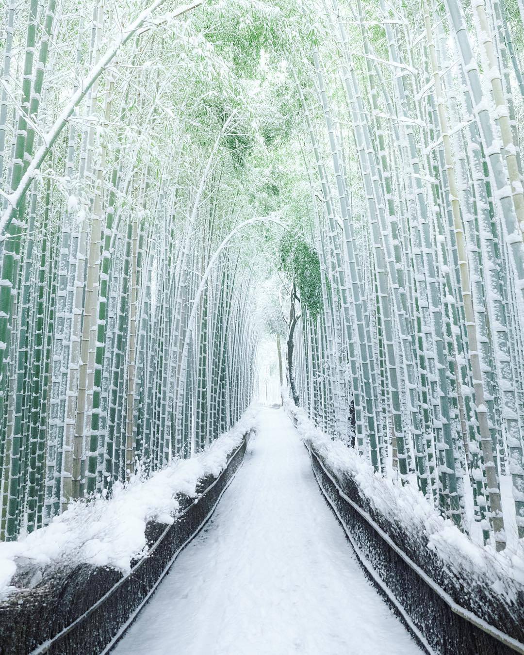 Visit Japan Kyoto's Arashiyama Bamboo Forest as you've never seen it