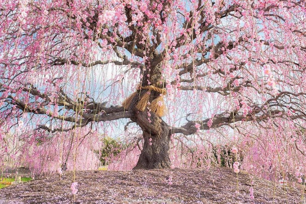 @Visit Japan: Pink blossoms cascade down 200 magnificent weeping plum trees whose branches are…
