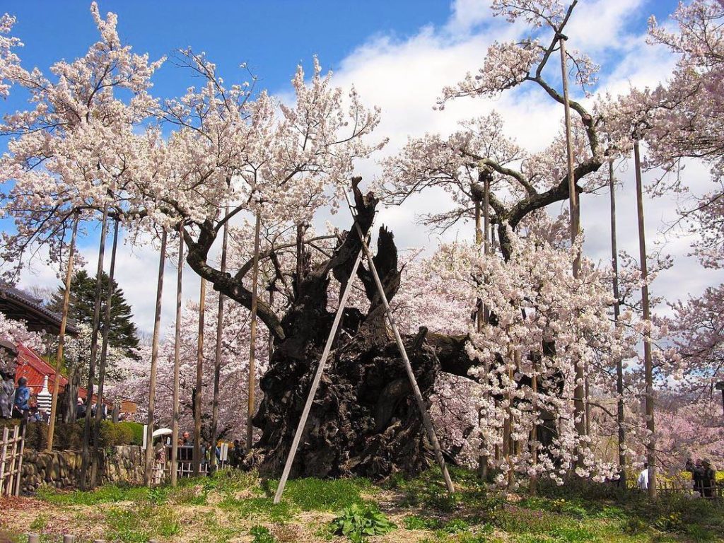 @Japan Travel: Switching from winter to spring on Japan Travel since sakura season is coming! D…