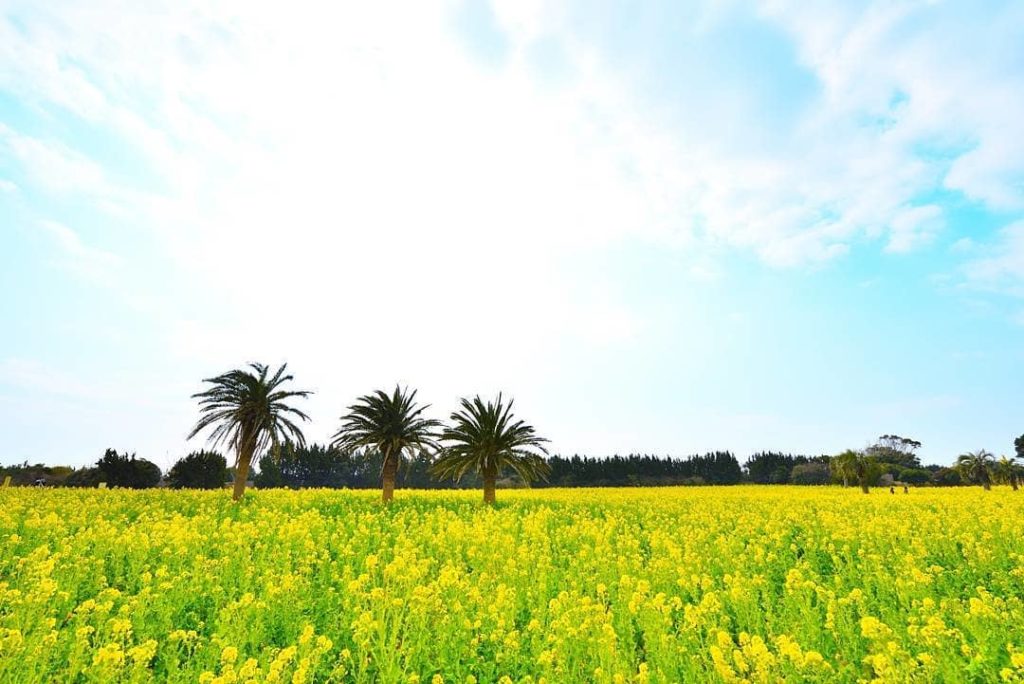 @Visit Japan: As early as mid-January, the soft yellow canola flowers herald the arrival of sp…