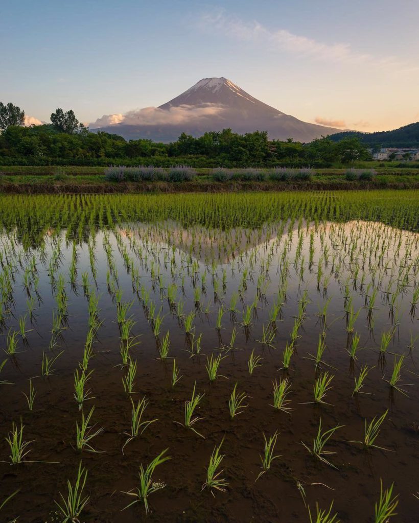 @Japan Travel: Sign up for one of our tours around Fuji Five Lakes during Sakura season and lea…