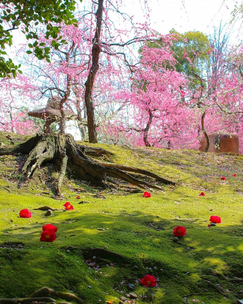 @Visit Japan: Lovely pink of weeping plums and striking red of fallen camellias grace the moss…