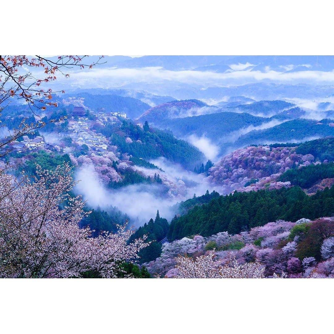 @Visit Japan: ‘Cherry blossoms of Yoshino’ was already well known in ...