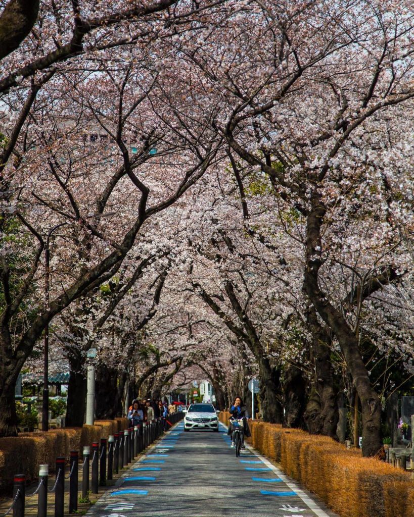 @Japan Travel: Ever thought about having hanami at a cemetery? In Tokyo’s #AoyamaCemetery, you …