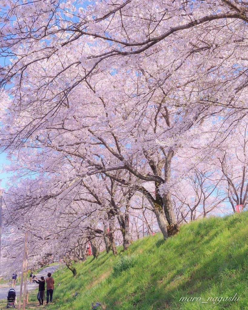 @Visit Japan: How about strolling in a tunnel of 180 cherry trees in full bloom? The beautiful…