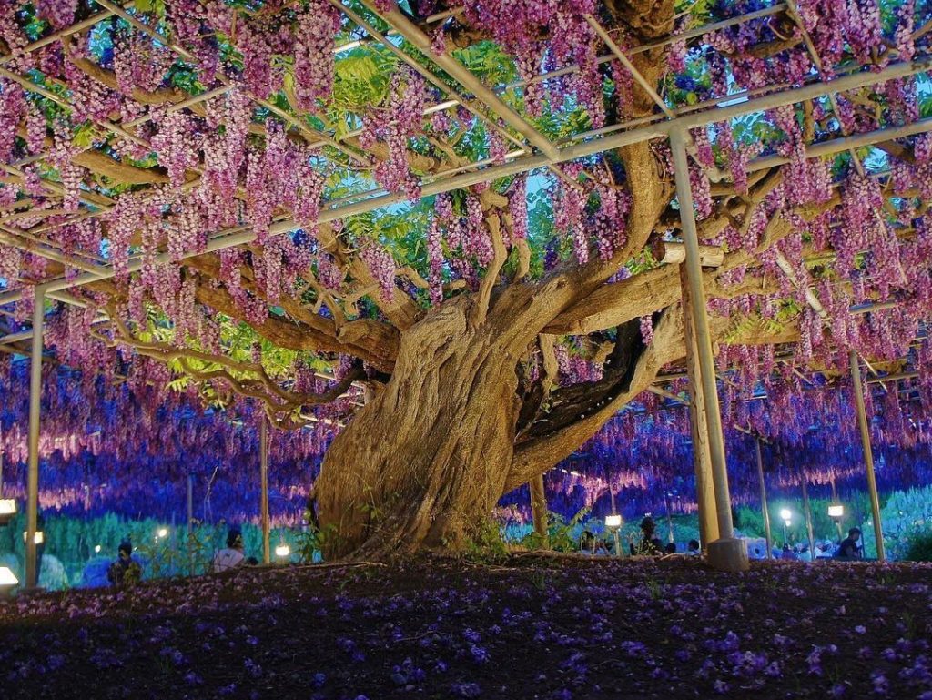 @Japan Travel: Spring doesn’t only mean cherry blossom in Japan! Sakura has been taking the spo…