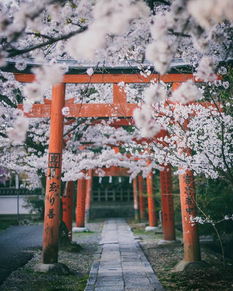 @Visit Japan: Takenaka Inari Shrine
Location: #Kyoto
Photo by @kototea
.
We introduce you to …