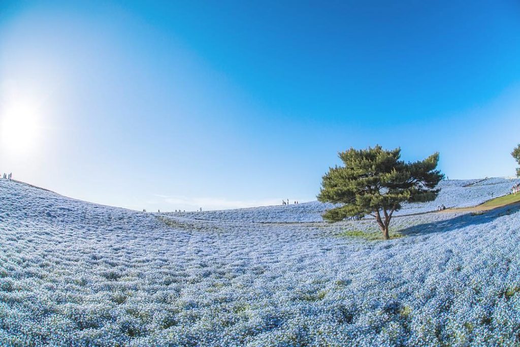 @Visit Japan: Location: Hitachi Seaside Park #Hitachinaka #Ibaraki
Photo by @280power
.
We in…