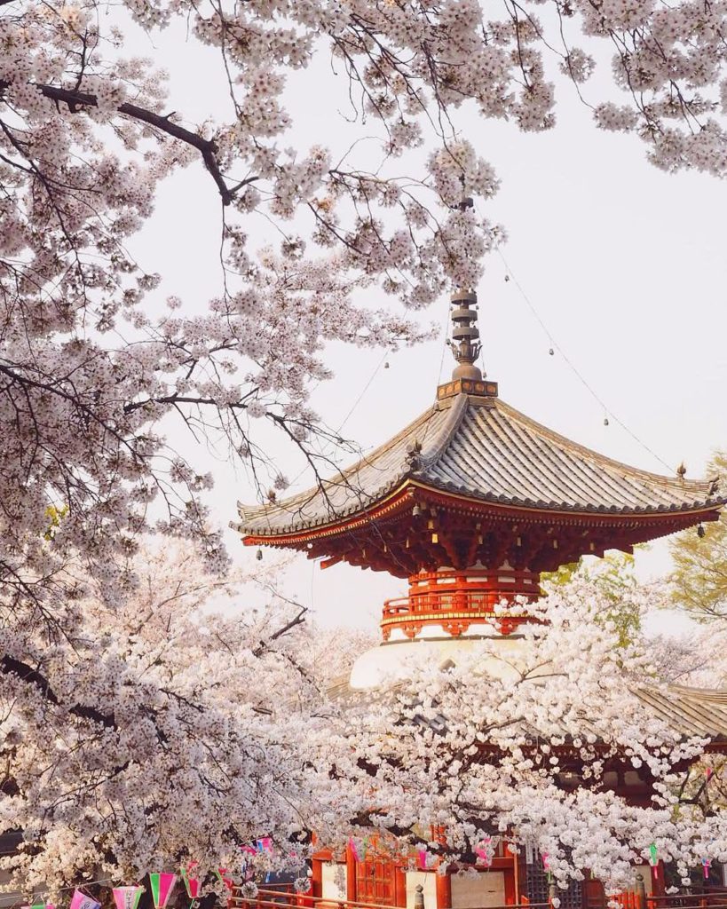 @Japan Travel: Sakura season is truly over now for those of us south of #Tohoku and #Hokkaido, …