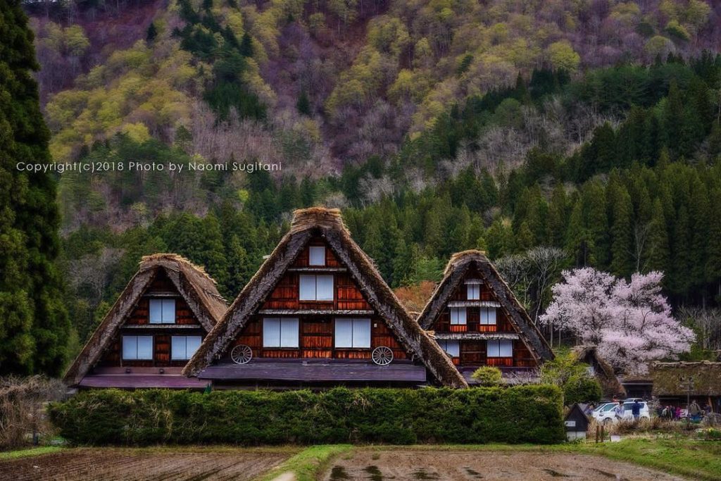 @Visit Japan: Shirakawa-go
Location: #Gifu
Photo by @shirakawa1957
Visit @shirakawa_go and dis…