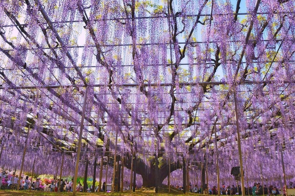 @Visit Japan: In mid-April, the scent of 350 wisterias begins to fill the Ashikaga Flower Park…