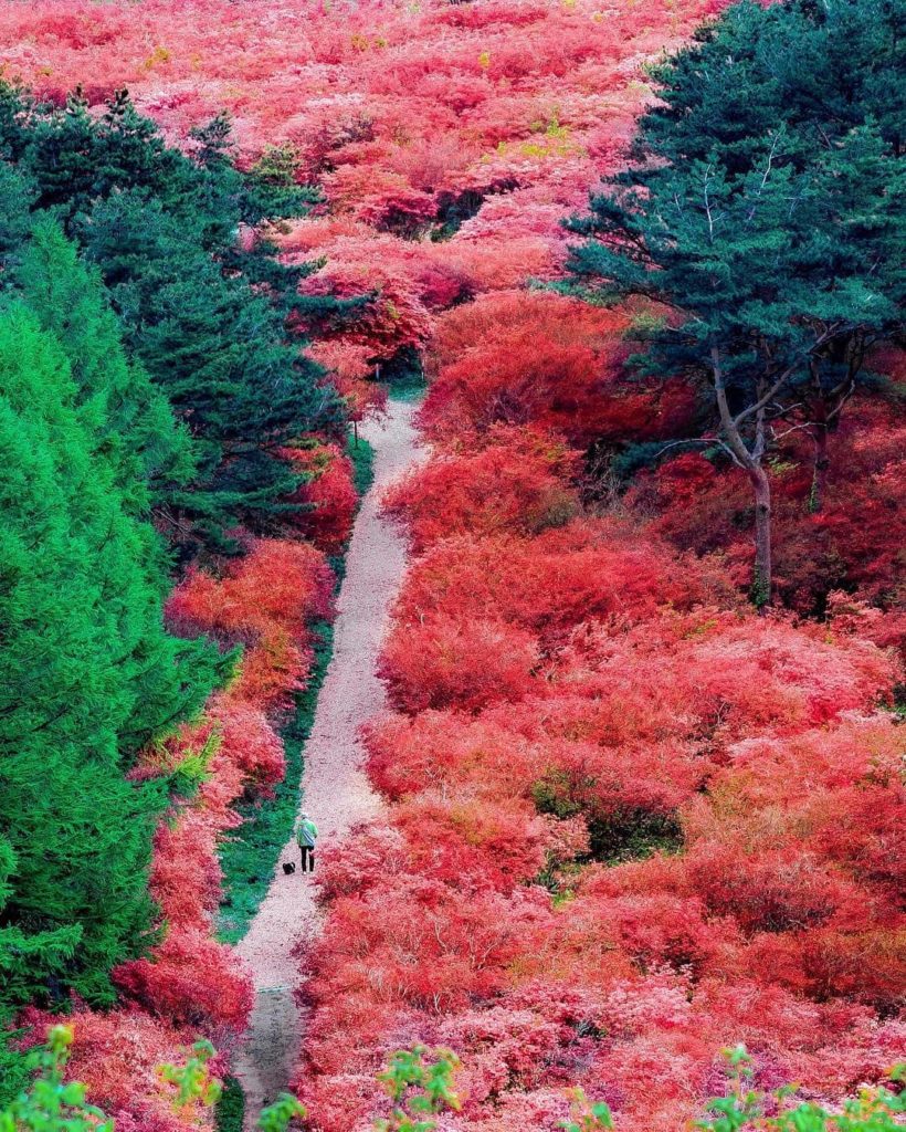 @Visit Japan: In mid-May, Mt.Tokusenjo in #Kesennuma glows with red and orange flowers of over…