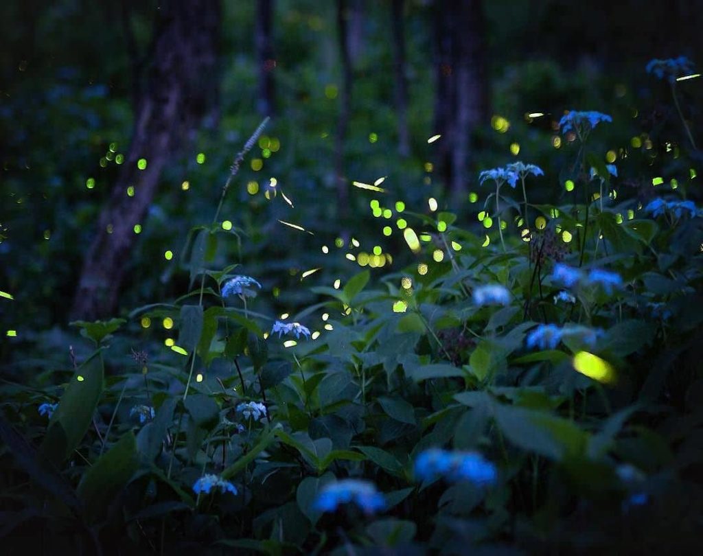 @Visit Japan: Mt. Oritsume in Ninohe is a major habitat of #himebotaru (#fireflies in the fore…