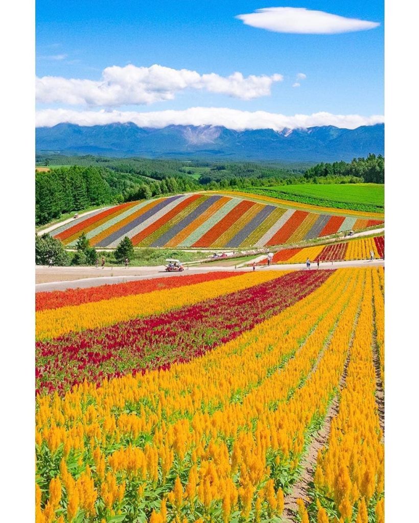 @Visit Japan: On the gently rolling hills of #Biei at the foot of the majestic #TokachiMountai…