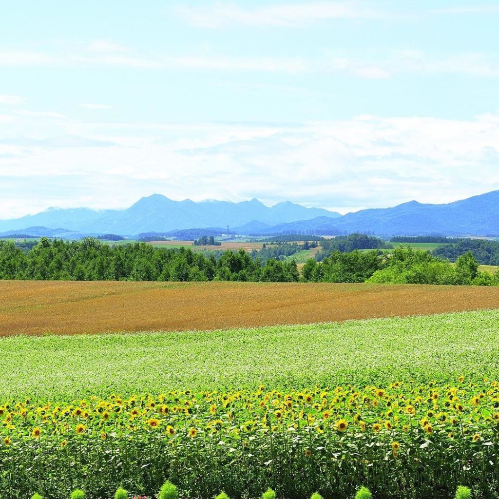 @Japan Travel: Does this remind you of the Windows desktop wallpaper? The vast, hilly town of B…