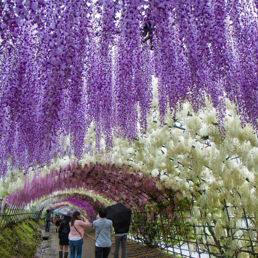 @Japan Travel: Located at Kyushu’s entrance, Kawachi Wisteria Garden has more than 20 different…