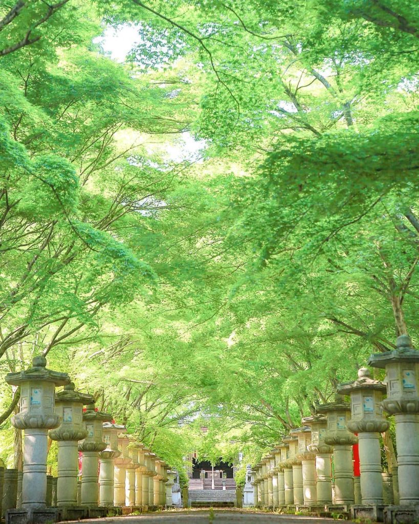 @Visit Japan: Walking up the stone-lantern-lined path under the fresh green of Japanese maple …
