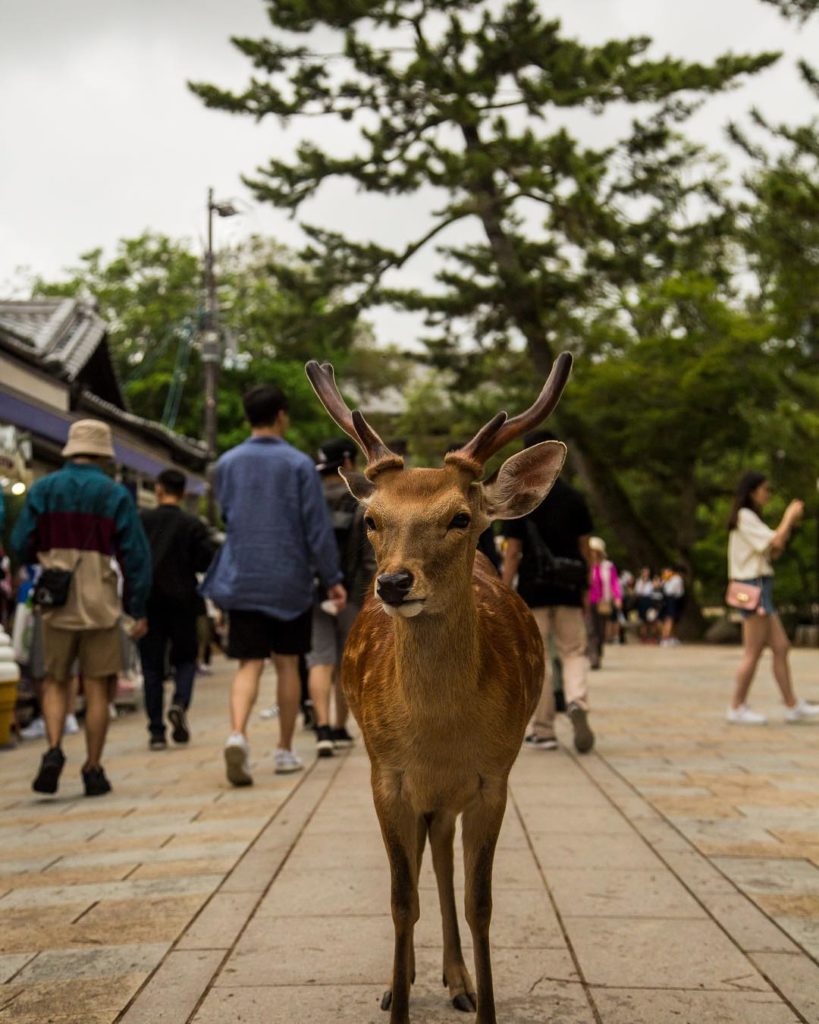 @Japan Travel: Everyone knows about Nara’s deer population! If you haven’t seen these guys yet,…