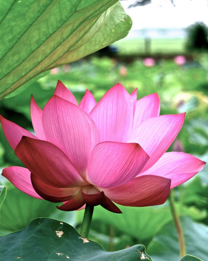 @Japan Travel: It’s lotus blooming season! From now till mid-August, take a stroll in parks and…