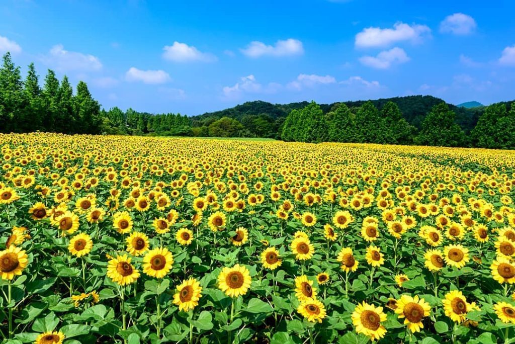 @Visit Japan: About 40min drive from Hiroshima Airport will take you to the Sera Kogen Farm wh…