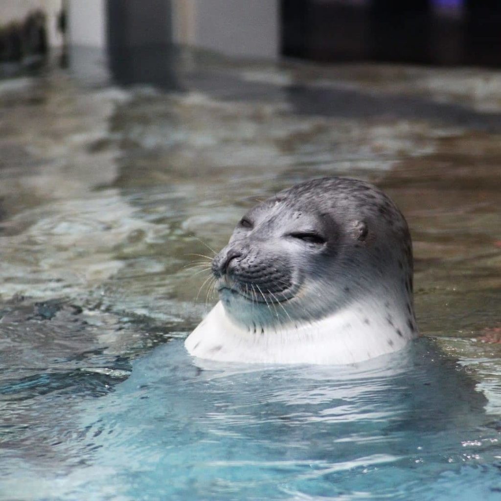 @Visit Japan: The ringed-seal seems to be relaxing in hot-spa; the water temperature is only 1…