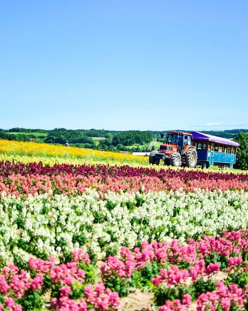 @Visit Japan: The Flower Land Kamifurano at the foot of the Tokachi Mountain Range is one of t…