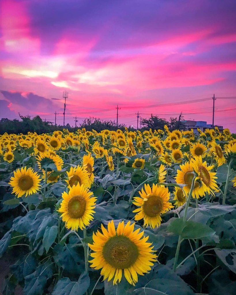 @Visit Japan: An awesome evening glow appeared over the Kurihara #sunflower field in Zama city…
