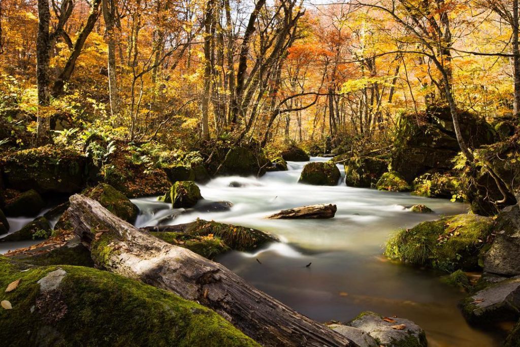 @Japan Travel: Oirase stream is spectacular all year round. With clear air and water, take a hi…