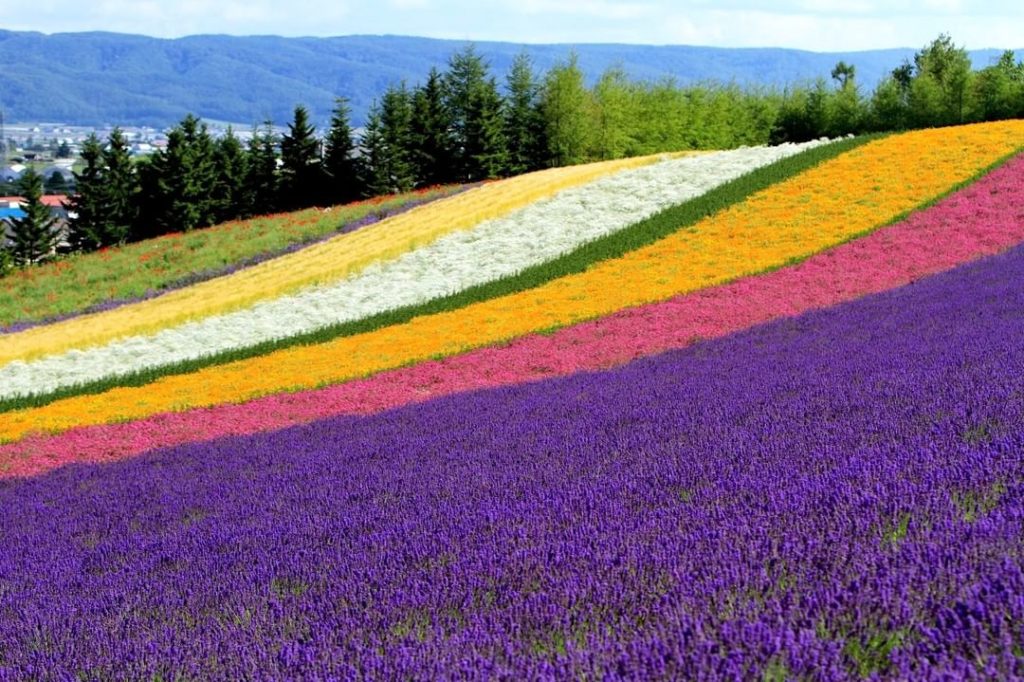 @Visit Japan: Furano on Japan’s northern island of Hokkaido is well known for it’s summer fiel…