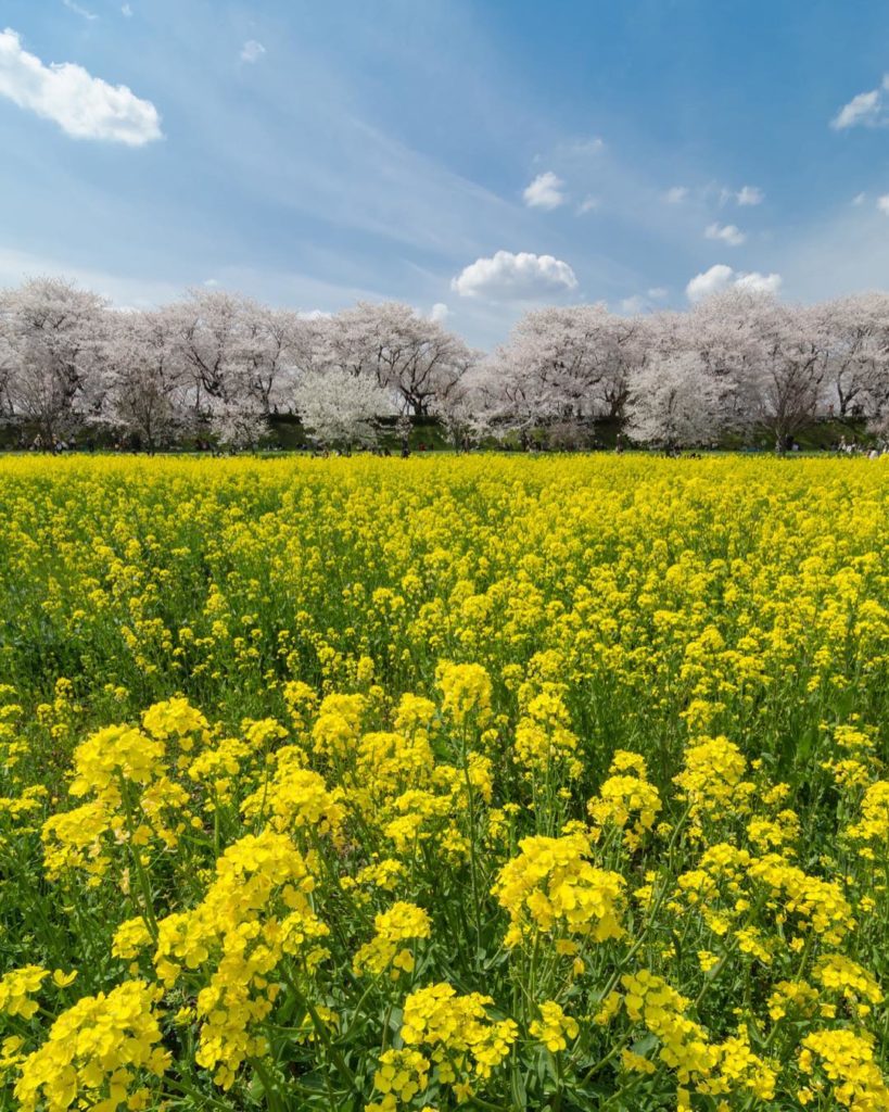 @Japan Travel: Hi everyone, Les Taylor (@lestaylorphoto) with an #instatakeover this week, and …