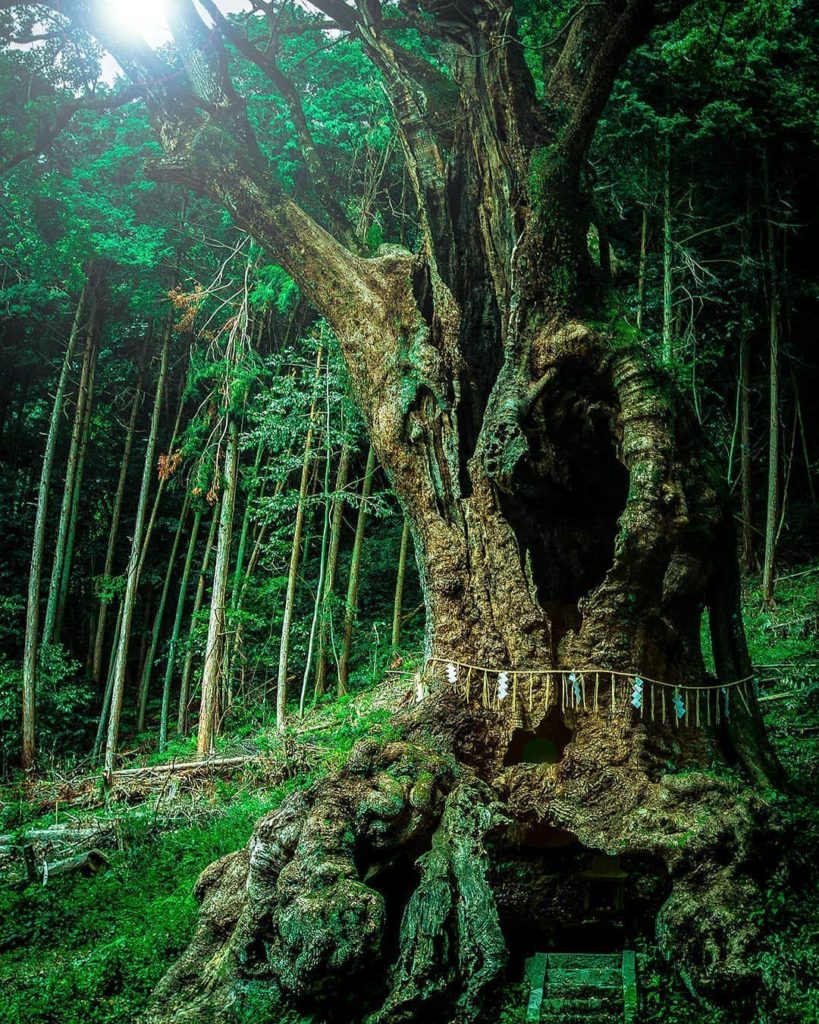 @Visit Japan: Have you ever seen such a magnificent hollow tree? If not, come to see this 3000…
