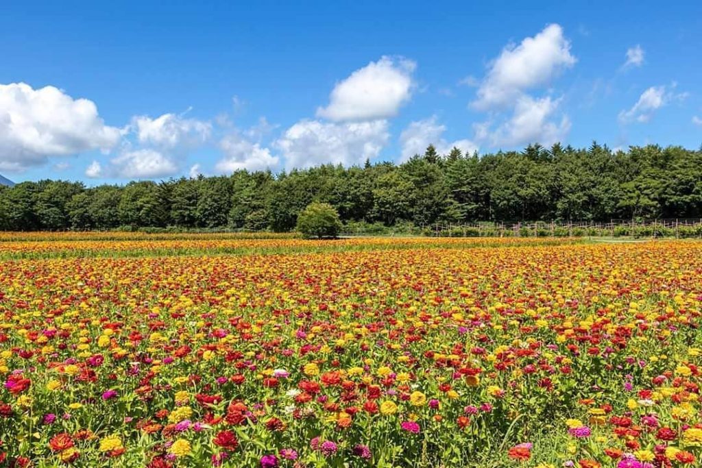 @Visit Japan: We’d like to introduce the following photo submission for the National Parks of …