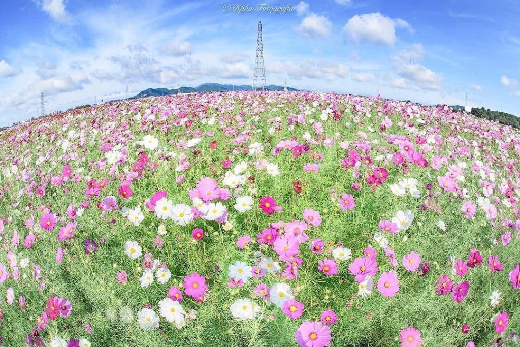 @Visit Japan: From late September through late October, an amazing 2 million #gardencosmos blo…