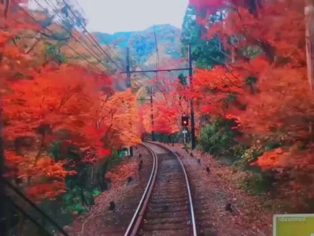 @Visit Japan: If you’re visiting Kyoto this autumn and want to take in the spectacular, colour…